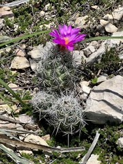 Neolloydia conoidea