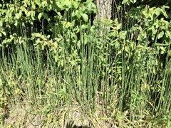 Equisetum hyemale