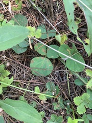Desmodium rotundifolium