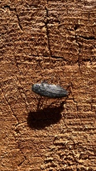 Buprestidae