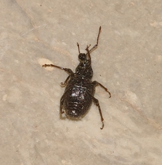 Otiorhynchus