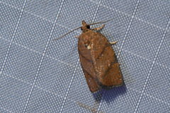 Argyrotaenia juglandana