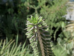 Alluaudia procera