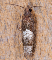 Eucosma parmatana