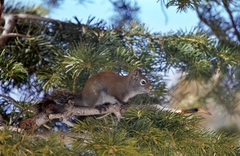 Tamiasciurus fremonti