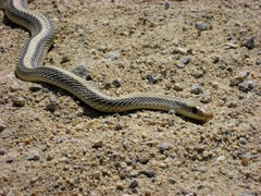 Salvadora hexalepis hexalepis