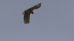 Circaetus gallicus