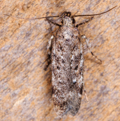 Dichomeris inversella