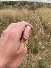 Descurainia sophioides