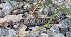Heterodon platirhinos