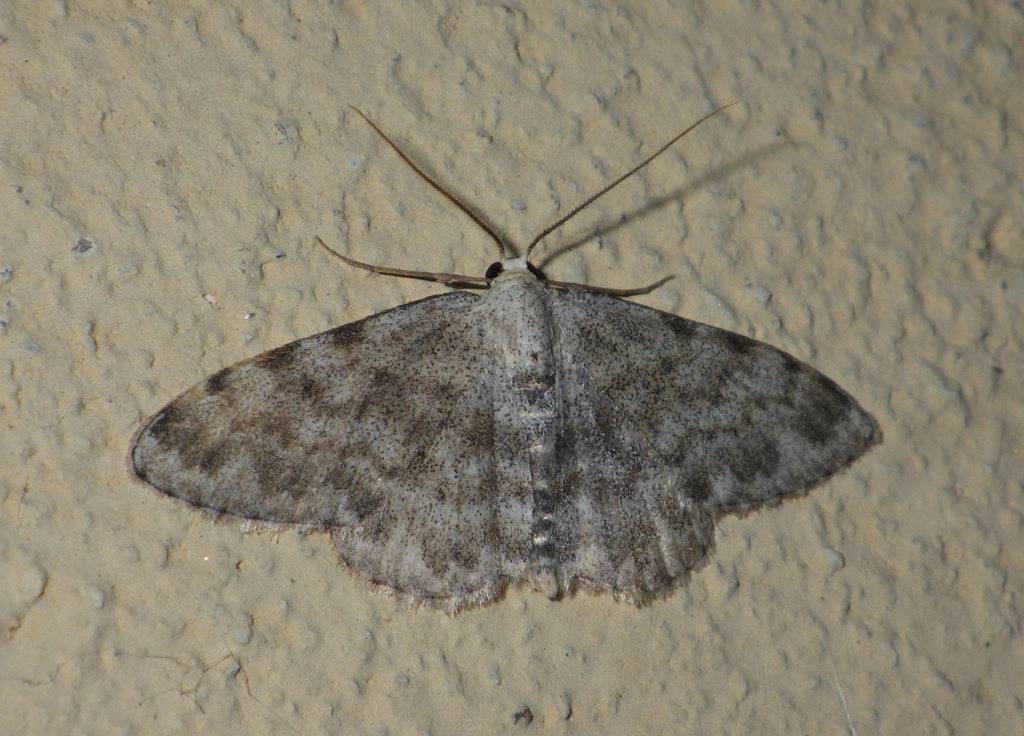 Glossotrophia confinaria