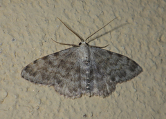 Scopula confinaria