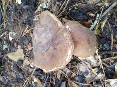 Tylopilus