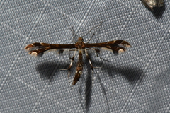 Geina tenuidactylus