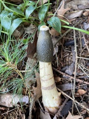 Phallus