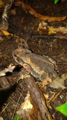 Incilius valliceps