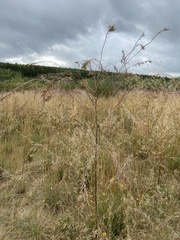 Descurainia sophioides