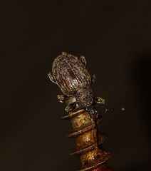 Otiorhynchus