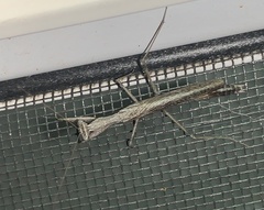 Litaneutria ocularis