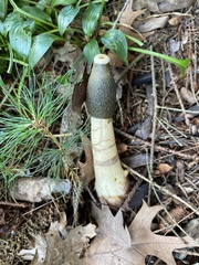 Phallus