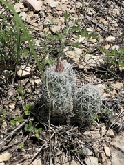 Neolloydia conoidea