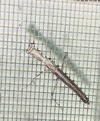 Litaneutria ocularis