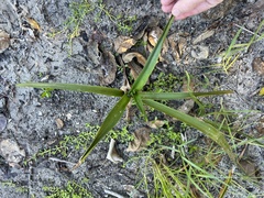 Crinum americanum