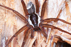 Dolomedes albicomus
