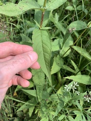 Eupatorium godfreyanum