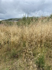 Descurainia sophioides