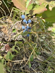 Berberis