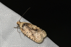 Agonopterix flavicomella