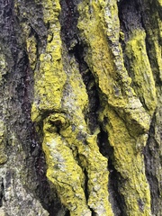 Chrysothrix candelaris