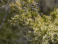 Leucopogon pimeleoides