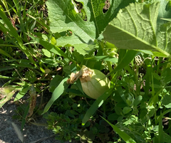 Cucurbita