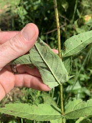 Eupatorium godfreyanum
