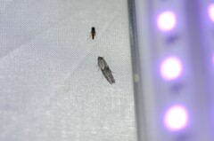 Blastobasis glandulella