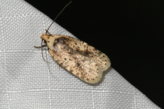 Agonopterix flavicomella