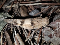 Oedipoda