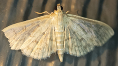 Herpetogramma aquilonalis