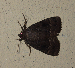 Amphipyra pyramidea