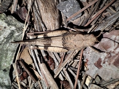 Oedipoda