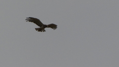 Circaetus gallicus