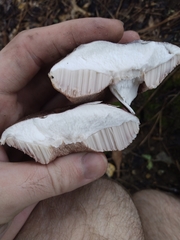 Tylopilus
