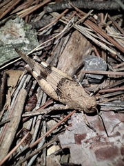 Oedipoda