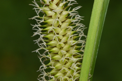Carex utriculata