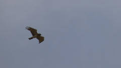 Circaetus gallicus