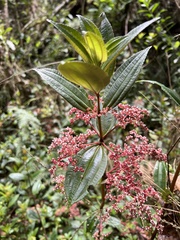 Urticaceae