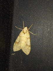 Lophocampa annulosa
