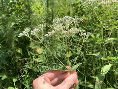 Eupatorium godfreyanum
